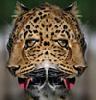 WEBLAP POTOM �RON!